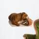 English Bulldog Playing with Wall Decal
