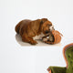 English Bulldog Playing with Wall Decal
