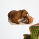 English Bulldog Playing with Wall Decal