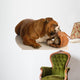 English Bulldog Playing with Wall Decal