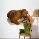 English Bulldog Playing with Wall Decal