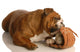 English Bulldog Playing with Wall Decal