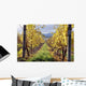 Vineyard Wall Decal