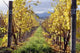 Vineyard Wall Decal
