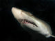Sand Tiger Shark Wall Decal