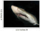 Sand Tiger Shark Wall Decal