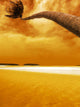 Palm Bending Sunset Wall Decal