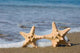 Two Starfishes Surf Wall Decal