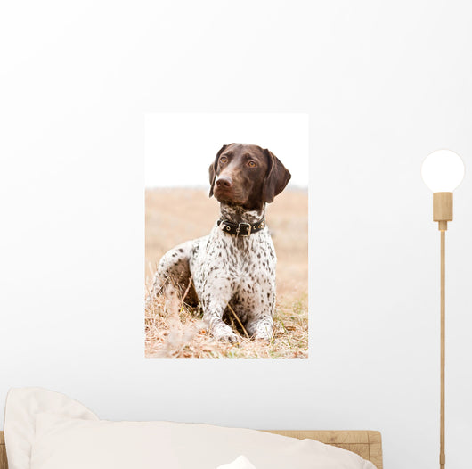 German Shorthaired Pointer Dog Wall Decal