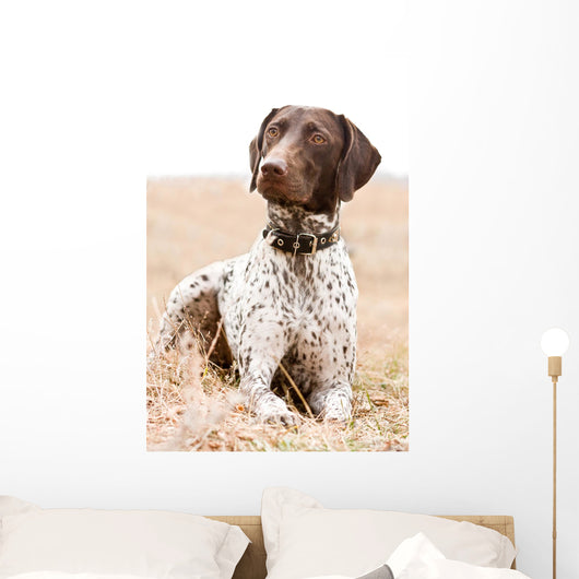 German Shorthaired Pointer Dog Wall Decal
