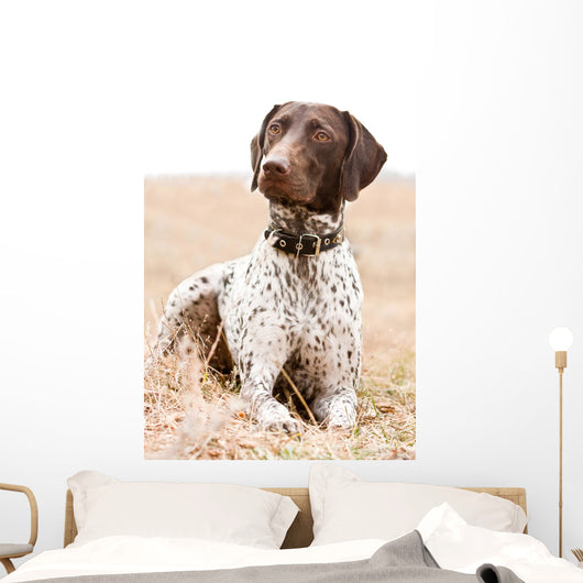 German Shorthaired Pointer Dog Wall Decal