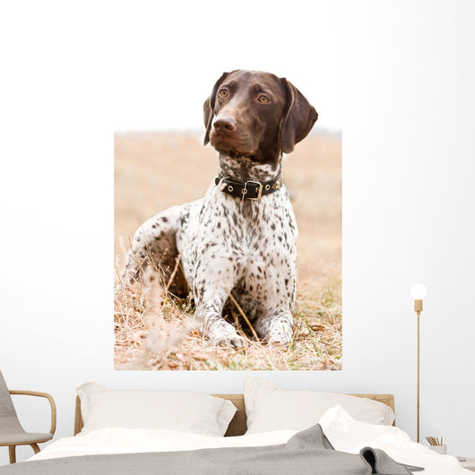 German Shorthaired Pointer Dog Wall Decal