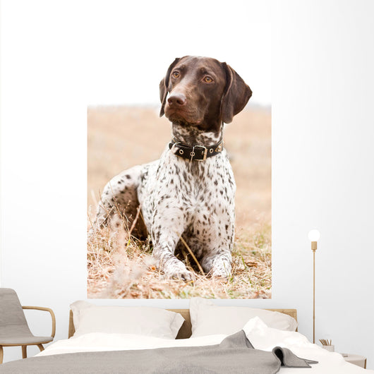 German Shorthaired Pointer Dog Wall Decal