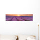 Sunrise over Fields Lavender Wall Decal