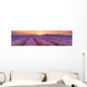 Sunrise over Fields Lavender Wall Decal