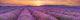 Sunrise over Fields Lavender Wall Decal