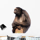 Stern Spider Monkey Wall Decal