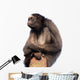 Stern Spider Monkey Wall Decal