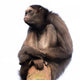 Stern Spider Monkey Wall Decal