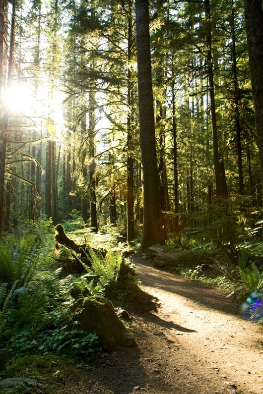 Merymere Falls Trail Sunlight Wall Decal