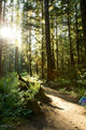 Merymere Falls Trail Sunlight Wall Decal