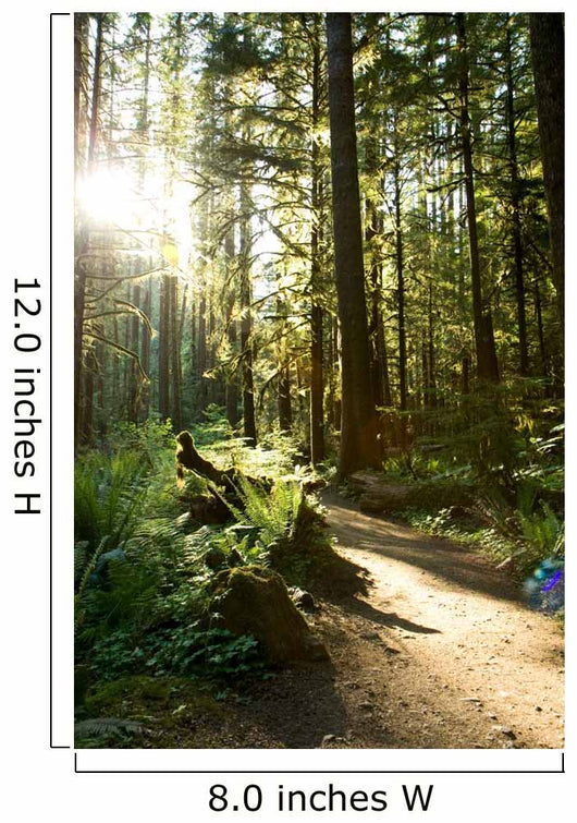Merymere Falls Trail Sunlight Wall Decal