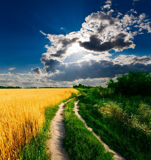 Country-road through Wheat Field Wall Decal