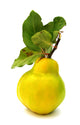 Quince Yellow with Leaves Wall Decal