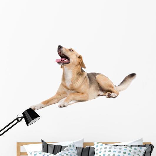 Mixed Dog Wall Decal