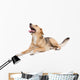 Mixed Dog Wall Decal