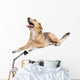 Mixed Dog Wall Decal