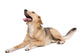 Mixed Dog Wall Decal