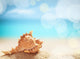 Seashell Summer Wall Decal