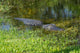 American Alligator Wall Decal