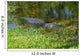 American Alligator Wall Decal