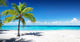 Scenic Palm Coral Beach Wall Decal