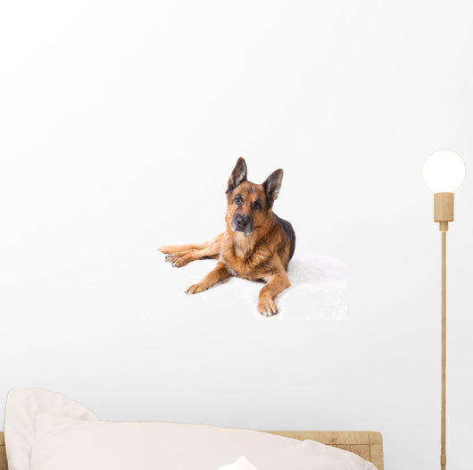 German Shepherd Is Lying Wall Decal
