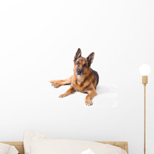 German Shepherd Is Lying Wall Decal