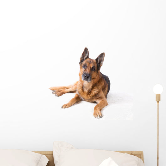 German Shepherd Is Lying Wall Decal