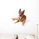 German Shepherd Is Lying Wall Decal