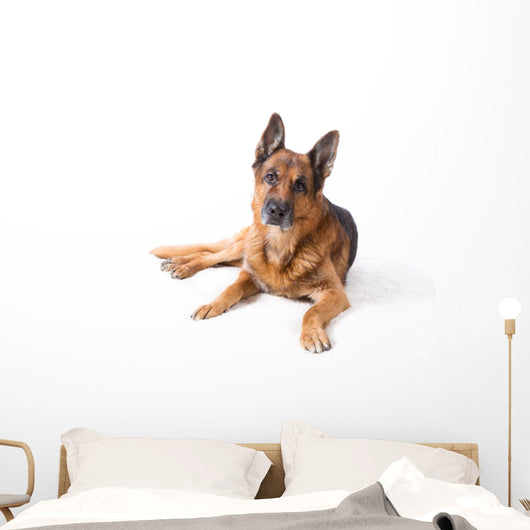 German Shepherd Is Lying Wall Decal