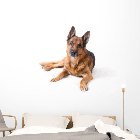 German Shepherd Is Lying Wall Decal