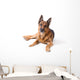 German Shepherd Is Lying Wall Decal