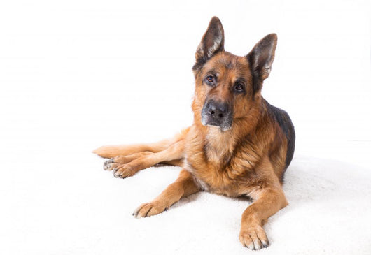 German Shepherd Is Lying Wall Decal