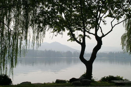 Chinesischer Baum Wall Decal