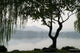 Chinesischer Baum Wall Decal