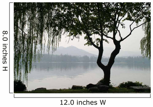 Chinesischer Baum Wall Decal