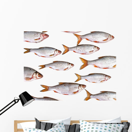 Fish Group against White Wall Decal