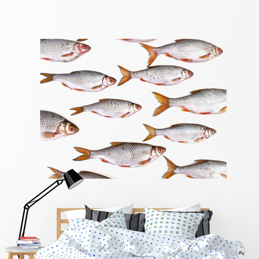 Fish Group against White Wall Decal