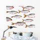 Fish Group against White Wall Decal